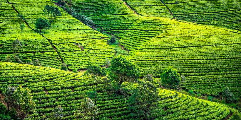 Kandy: Nuwara Eliya Day Trip - Lake Gregory and the Victoria Park area, cool air and a chance to slow down