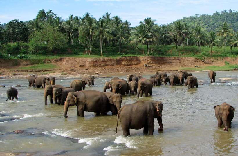 Kandy : Pinnawala Day Tour with Top Rated Local Guide - A tuk tuk day trip that keeps Kandy from feeling like a maze