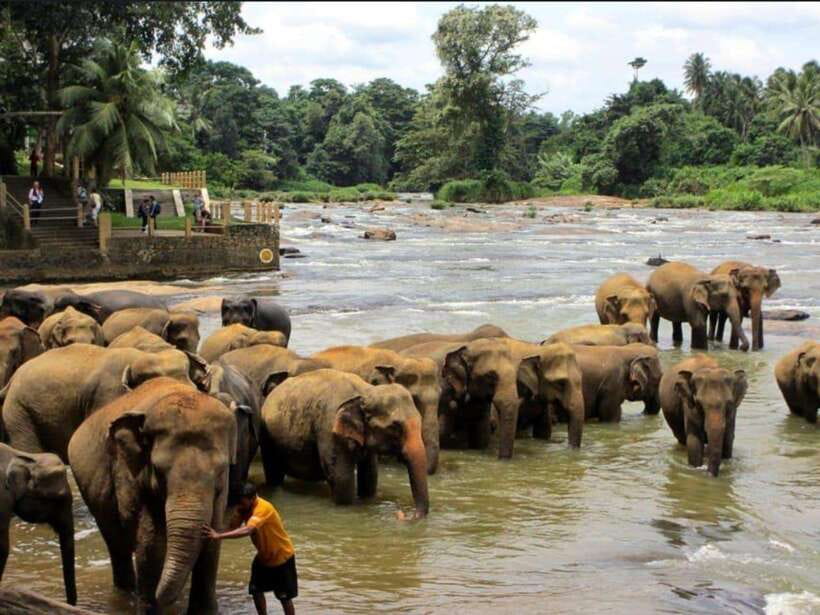 Kandy : Pinnawala Day Tour with Top Rated Local Guide - Pinnawala elephant orphanage: the star attraction, with real emotion baked in