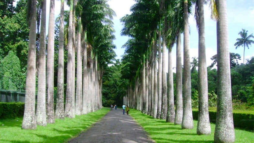 Kandy : Pinnawala Day Tour with Top Rated Local Guide - Why the local guides matter more than you think