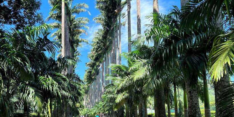 Kandy privet day tour with pinnawala and Tea plantation - Price and value at about $47 per person, what you do and do not get