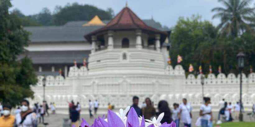 Kandy privet day tour with pinnawala and Tea plantation - Susantha Spice & Herbal Garden, a quick education stop