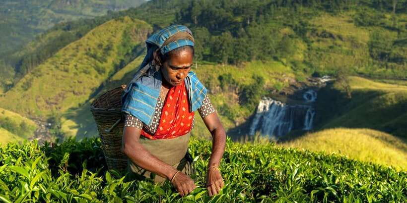 Kandy: Shanthipura and Nuwara Eliya - Damro Labookellie Tea Centre: From Plucking to Your Cup