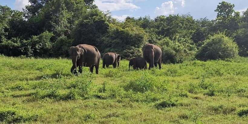 Kandy: Sigiriya, Dambulla & Wildlife Safari Private Tour - Key things that make this tour work