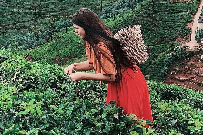 Kandy to Nuwara Eliya Day Tour - Price and Logistics: Why This $45 Day Tour Can Be Good Value