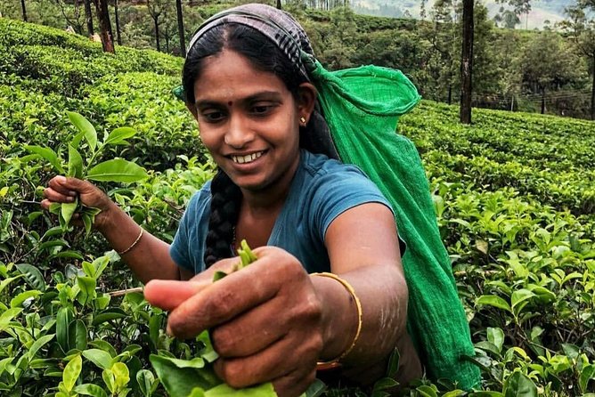 Kandy to Nuwara Eliya Day Tour - The Tea Factory Visit: More Than a Quick Shop Stop