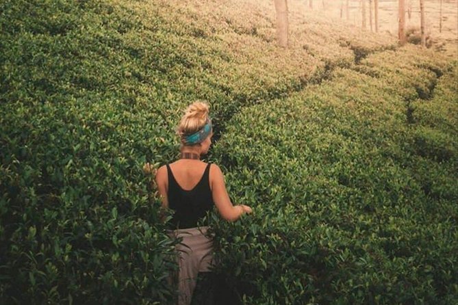 Kandy to Nuwara Eliya Day Tour - Gregory Lake in Nuwara Eliya: Built in 1873, Made for Slow Moments