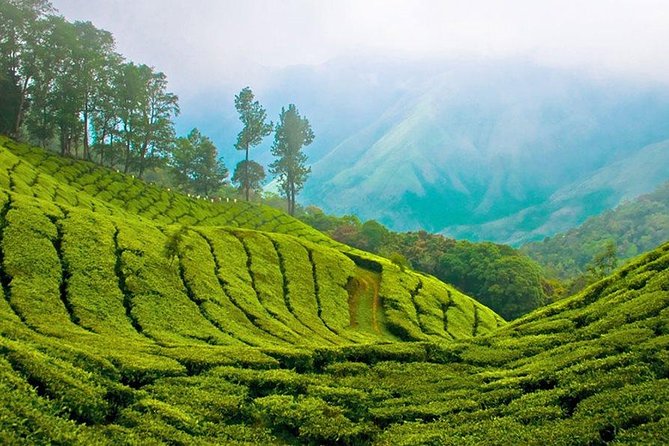 Kandy to Nuwara Eliya Day Trip – Little England & Tea Country - Price and Logistics: What You Get for $30