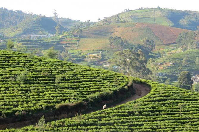 Kandy to Nuwara Eliya Day Trip – Little England & Tea Country - Guide Quality Matters: Why Names Like Adhil, Irfan, Ilham, and Shukry Keep Coming Up