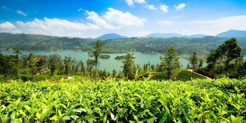Kandy To Nuwara Eliya Drop Tour - Sri Lanka - Asgiriya Stupa and a wood carving workshop: culture before tea