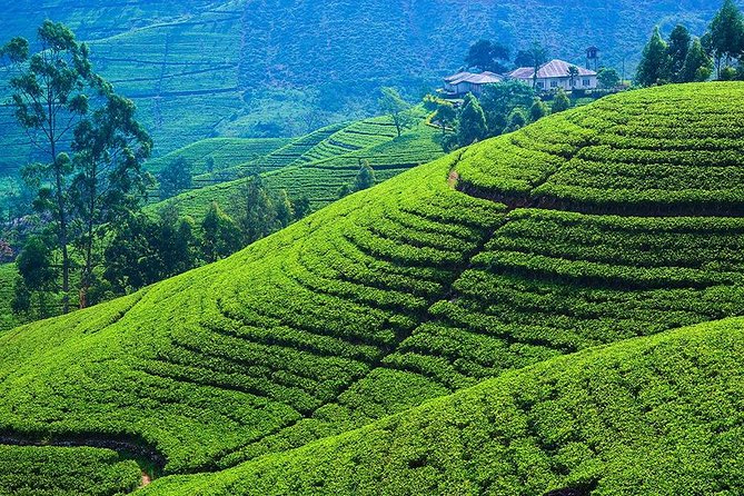 Kandy to Nuwara Eliya Private Day Tour - Gregory Lake, then strawberry drinks, then Ramboda Waterfall