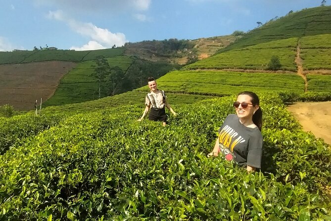 Kandy to Nuwara Eliya Private Day Tour: Tea Factory& Gregory Lake - Key Highlights You Should Care About