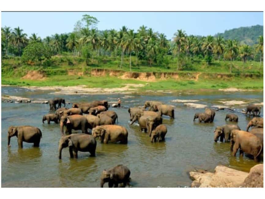 Kandy to Pinnawala Orphanage and Ambuluwawa Guided Day Tours - Bahirawakanda Buddha, Asgiri Viharaya, and the Temple of the Sacred Tooth Relic