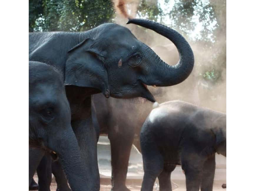 Kandy to Pinnawala Orphanage and Ambuluwawa Guided Day Tours - Pinnawala elephant orphanage: close encounters, with an ethics check