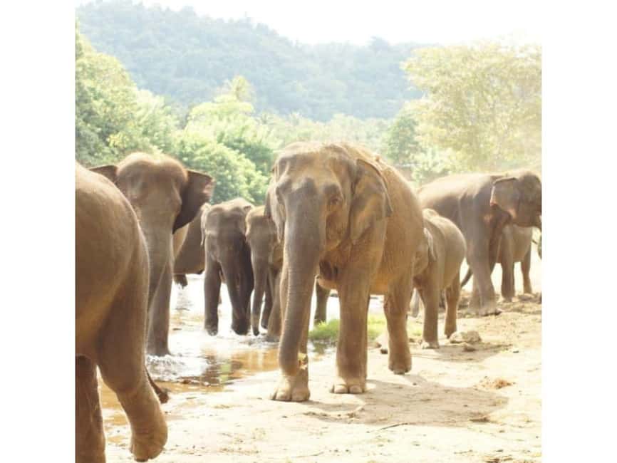 Kandy to Pinnawala Orphanage and Ambuluwawa Guided Day Tours - Cinnamon and Ayurveda herb center, plus optional massage