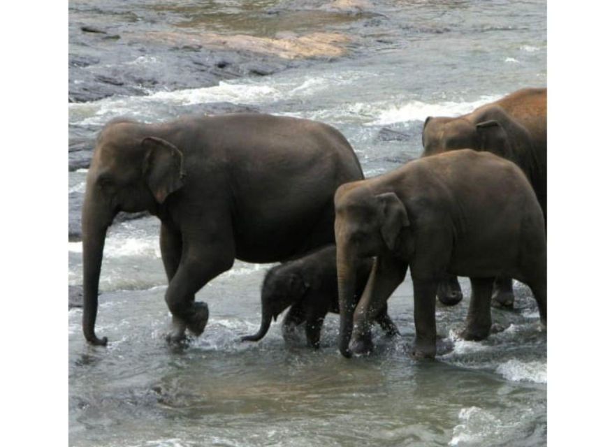 Kandy to Pinnawala Orphanage and Ambuluwawa Guided Day Tours - Royal Botanic Gardens and scenic Kandy breaks: green time that isn’t just pretty