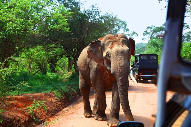Kandy to Sigiriya and Dambulla Safari Day Tour - Dambulla Cave Temple UNESCO, Murals and 150+ Statues