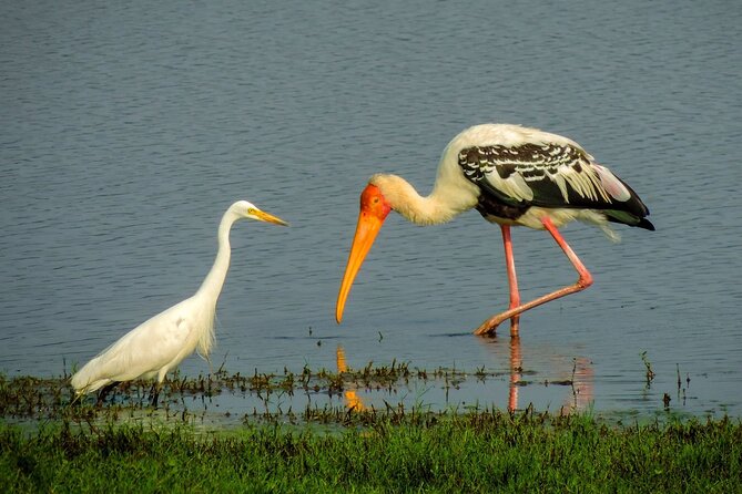 Kandy to Trincomalee Shuttle & Safari Drive - Animals you can reasonably expect to look for