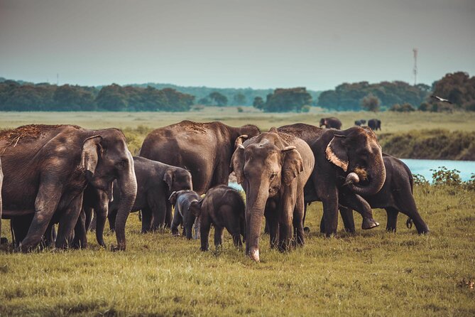 Kandy to Trincomalee Shuttle & Safari Drive - Small group size, comfort, and viewing tips that matter