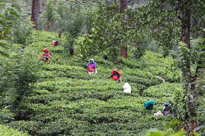 kandy waterfalls day tour - Key highlights you’ll actually care about