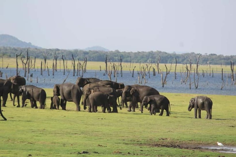 Kaudulla National Park Half-Day Safari with Expert - Kaudulla National Park and the Elephant Gathering Season
