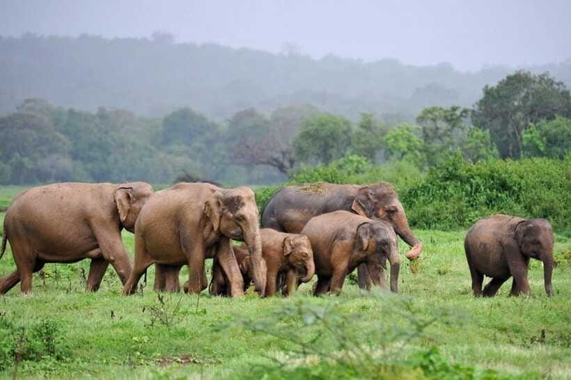 Kaudulla National Park Half-Day Safari with Expert - What You Can Expect to See: Elephants, Crocodiles, Birds, and More