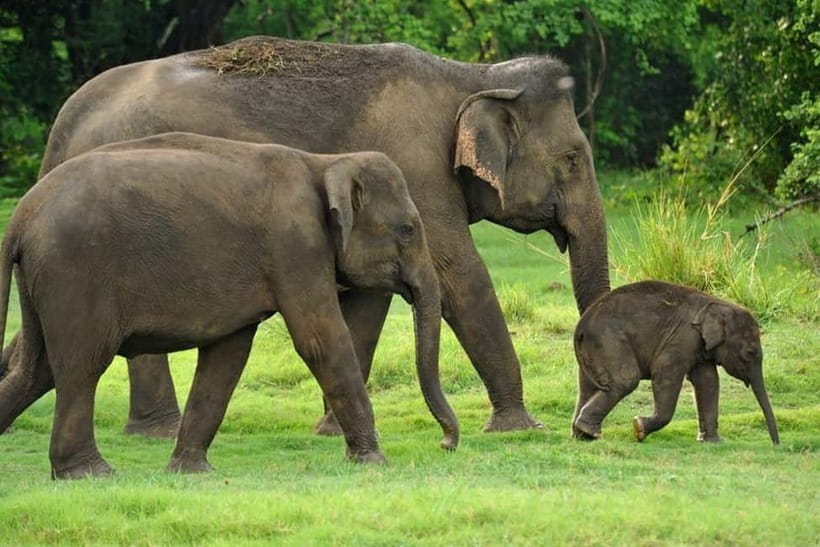 Kaudulla National Park Half-Day Safari with Expert - Who This Kaudulla Half-Day Safari Is Best For