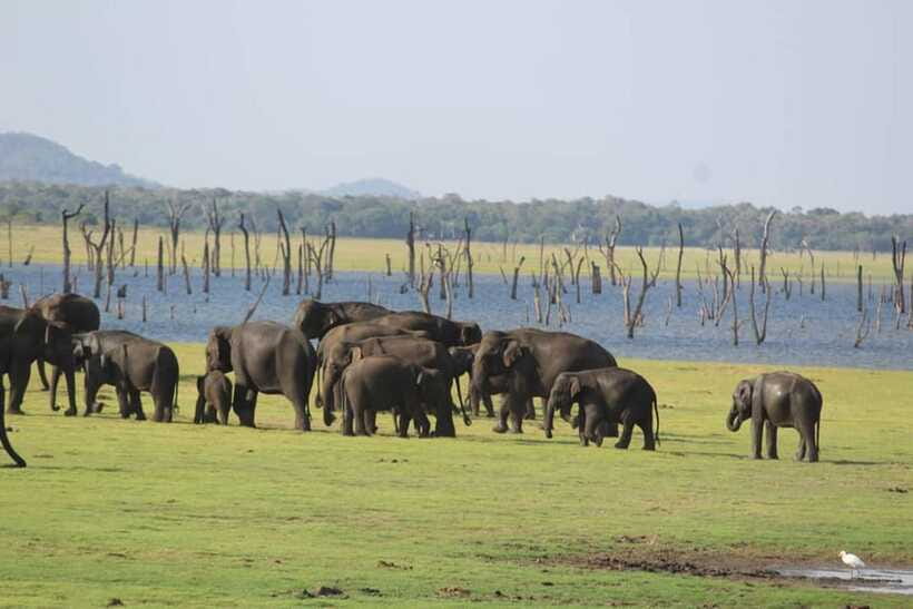 Kaudulla National Park Half-Day Safari with Expert - Should You Book This Kaudulla Jeep Safari With an Expert?