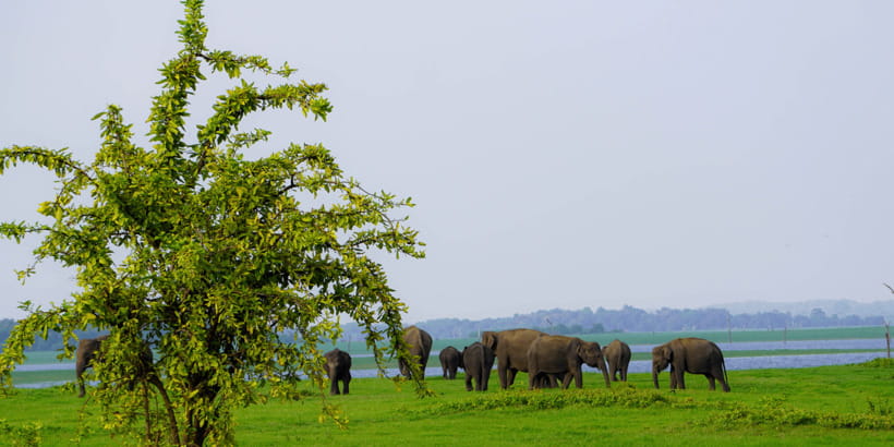 Kaudulla National Park Half Day Sri Lanka Jeep Safari - Key Highlights You Should Care About