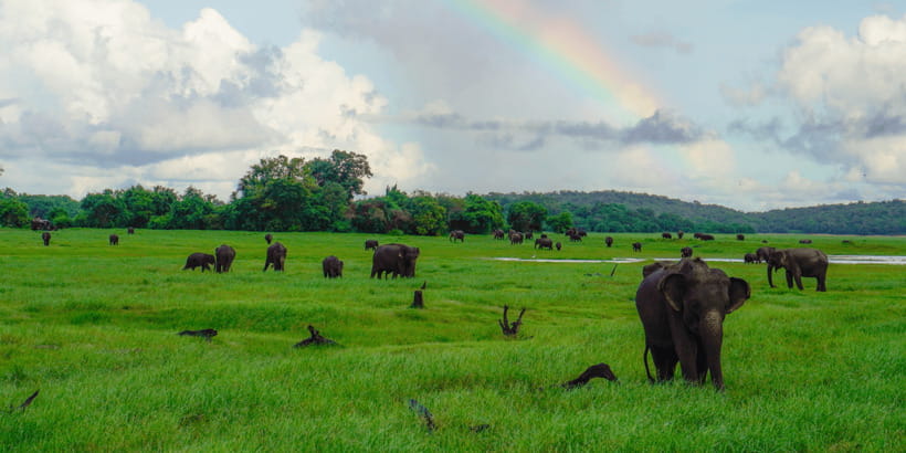 Kaudulla National Park Half Day Sri Lanka Jeep Safari - What’s Included (and What You Must Plan For)