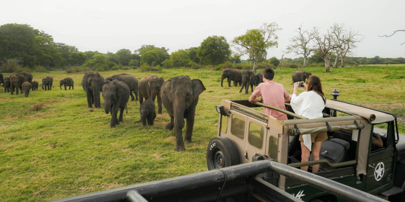 Kaudulla National Park Half Day Sri Lanka Jeep Safari - Golden Hour Elephant Magic at Kaudulla Tank