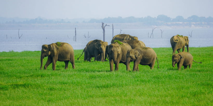 Kaudulla National Park Half Day Sri Lanka Jeep Safari - How the 4-Hour Timing Really Plays in the Park