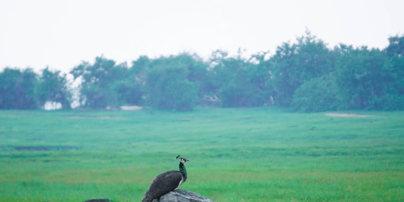 Kaudulla National Park Half Day Sri Lanka Jeep Safari - The Elephant Gathering: Why Kaudulla Feels So Different