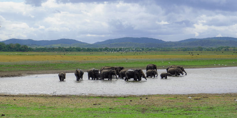 Kaudulla National Park Half Day Sri Lanka Jeep Safari - Beyond Elephants: Birds, Deer, Crocodiles, and the “Bonus” Moments