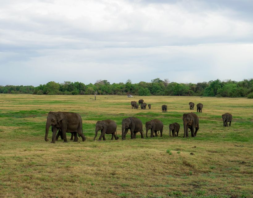 Kaudulla National Park Half Day Sri Lanka Jeep Safari - Photography Notes That Make Your Images Look Like a Safari, Not a Blur