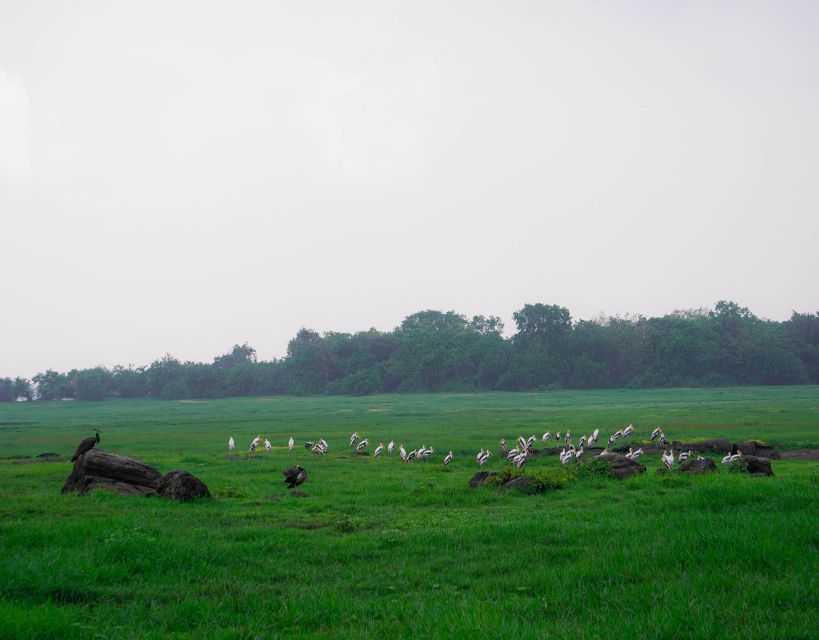 Kaudulla National Park Half Day Sri Lanka Jeep Safari - Guide and Driver Style: The Difference Between Seeing and Watching