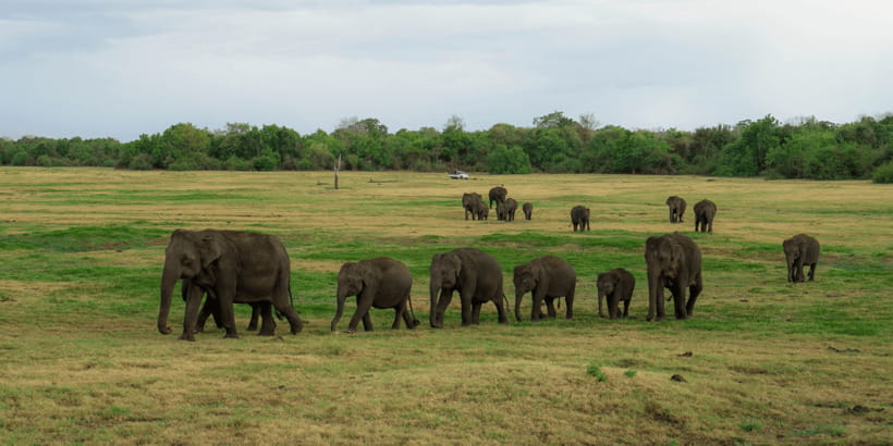 Kaudulla National Park Half Day Sri Lanka Jeep Safari - Price and Value: Is $39 Worth It?