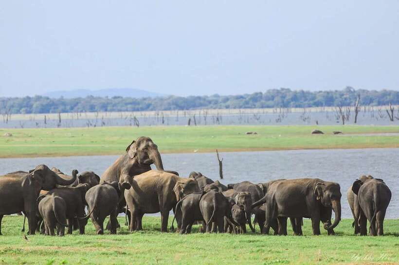 Kaudulla National Park Private Elephant & Wildlife Safari - Birds, Eagles, Kingfishers, Deer, and Wild Boars