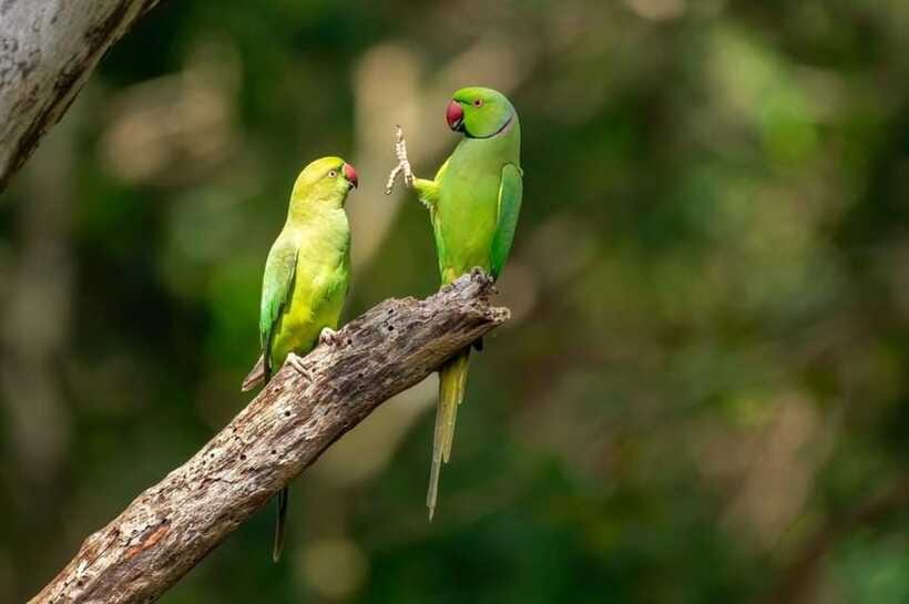 Kaudulla National Park Private Elephant & Wildlife Safari - Park Entrance Fees and Meals: Price Clarity That Helps