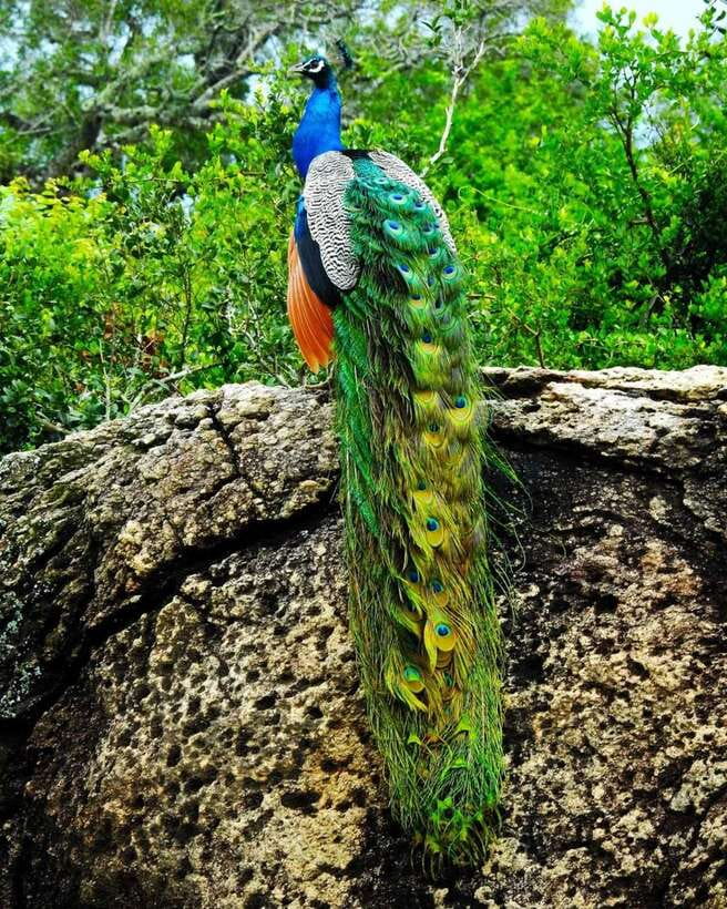 Kaudulla National Park Private Elephant & Wildlife Safari - What If Weather Shifts or Elephants Move On?