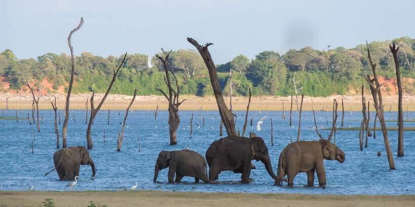 Kaudulla National Park: Private Safari - Key things that make this Kaudulla safari work