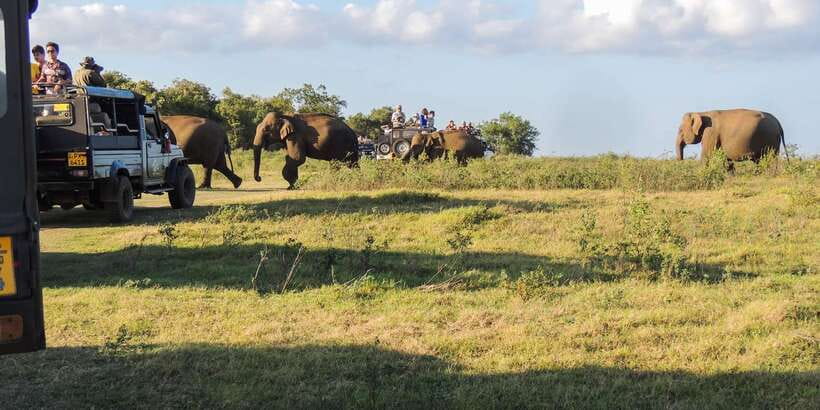 Kaudulla National Park: Private Safari - Kaudulla National Park, why the elephants feel so close