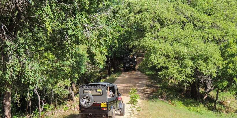 Kaudulla National Park: Private Safari - What you can realistically spot in Kaudulla