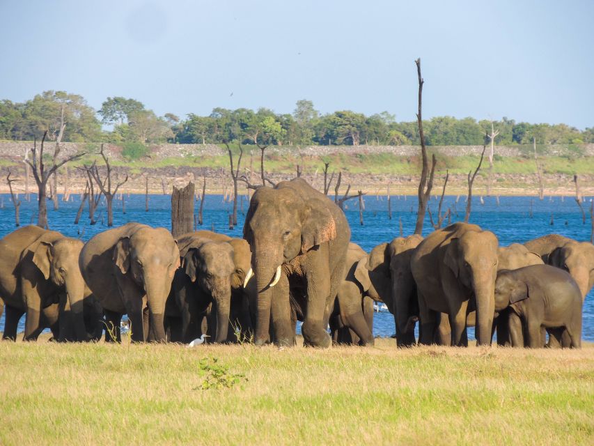 Kaudulla National Park: Private Safari - The jeep and bumpy trails part, what to do with it