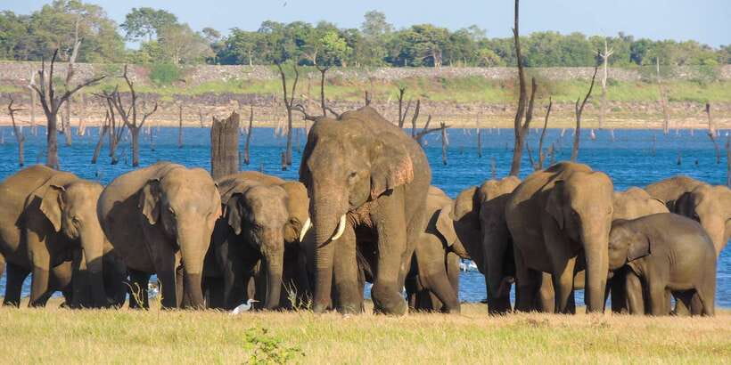 Kaudulla National Park: Private Safari - What a 3-hour private safari feels like in the real world