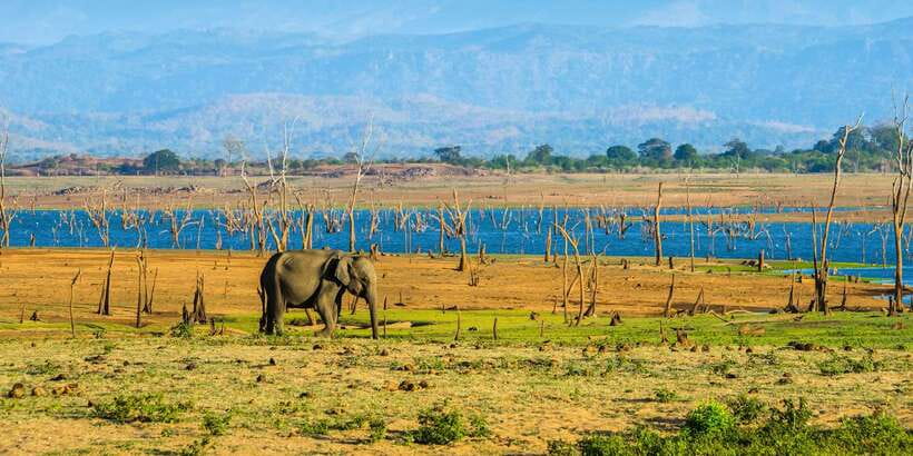 Kaudulla National Park: Private Safari - Who this Kaudulla experience is best for