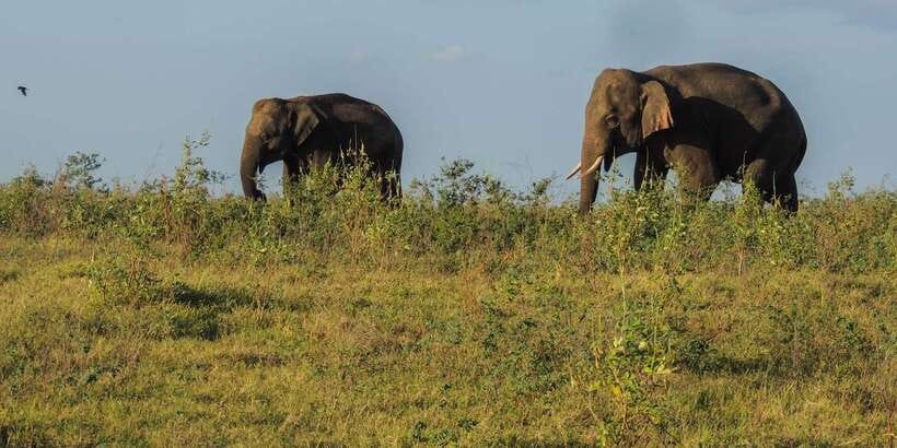 Kaudulla National Park: Private Safari - From Habarana hotels to the Kaudulla Gate: how the timing feels