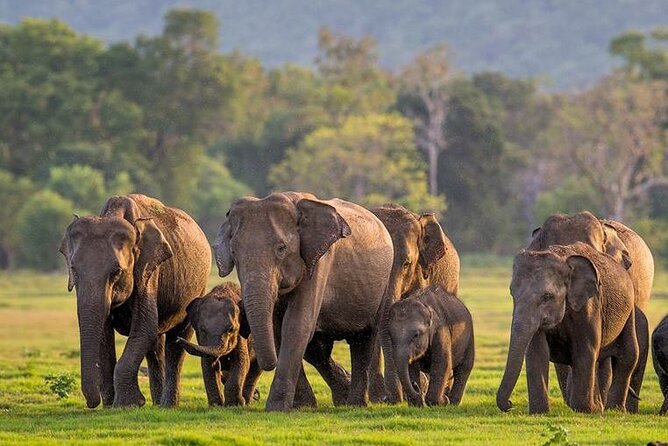 Kaudulla National Park Safari | Jeep with Tickets - Key things I’d watch for on this Kaudulla safari