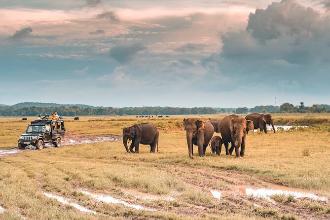 Kaudulla National Park Safari | Jeep with Tickets - Kaudulla National Park safari: what your $79 really covers