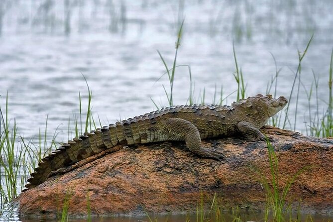 Kaudulla National Park Safari | Jeep with Tickets - Kaudulla elephant spotting: what makes this park worth the trip